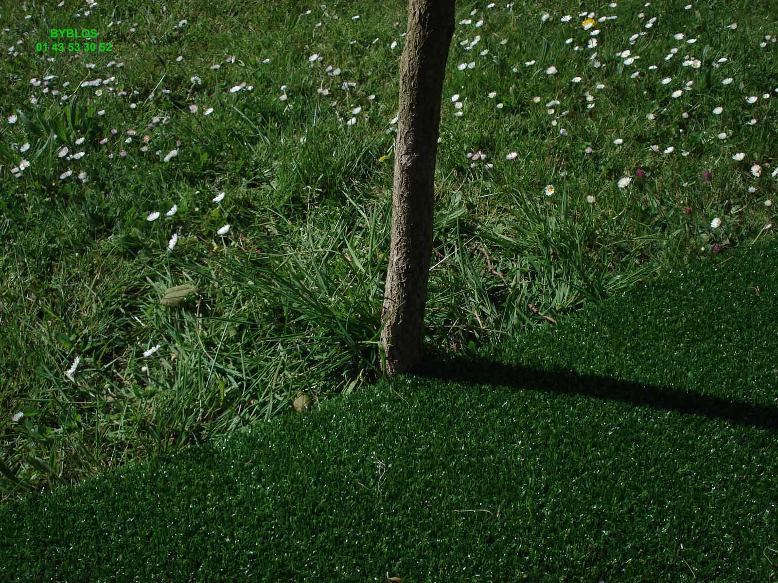 gazon artificiel aprés la pose autour de l arbre dans le jardin